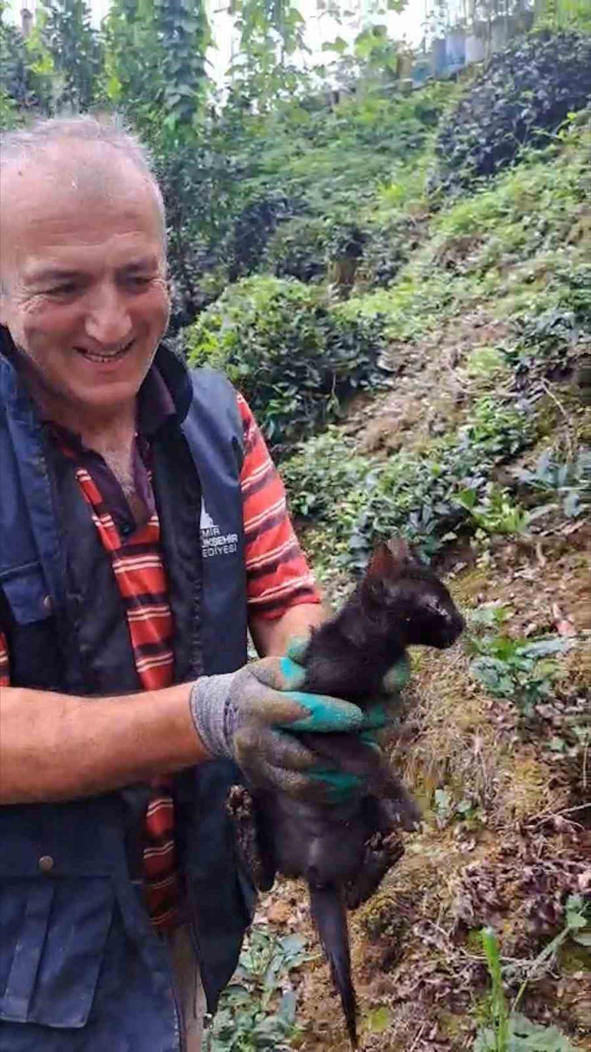 Rize'de Boruya Sıkışan Kedi Çay Üreticileri Tarafından Kurtarıldı