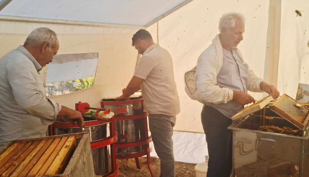 Adıyaman Sincik'te Arıcılar Zorlu Sezonun Ardından Bal Hasadına Başladı