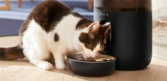 Tatilde ya da işteyken gözü arkada kalan kedi sahiplerine müjde