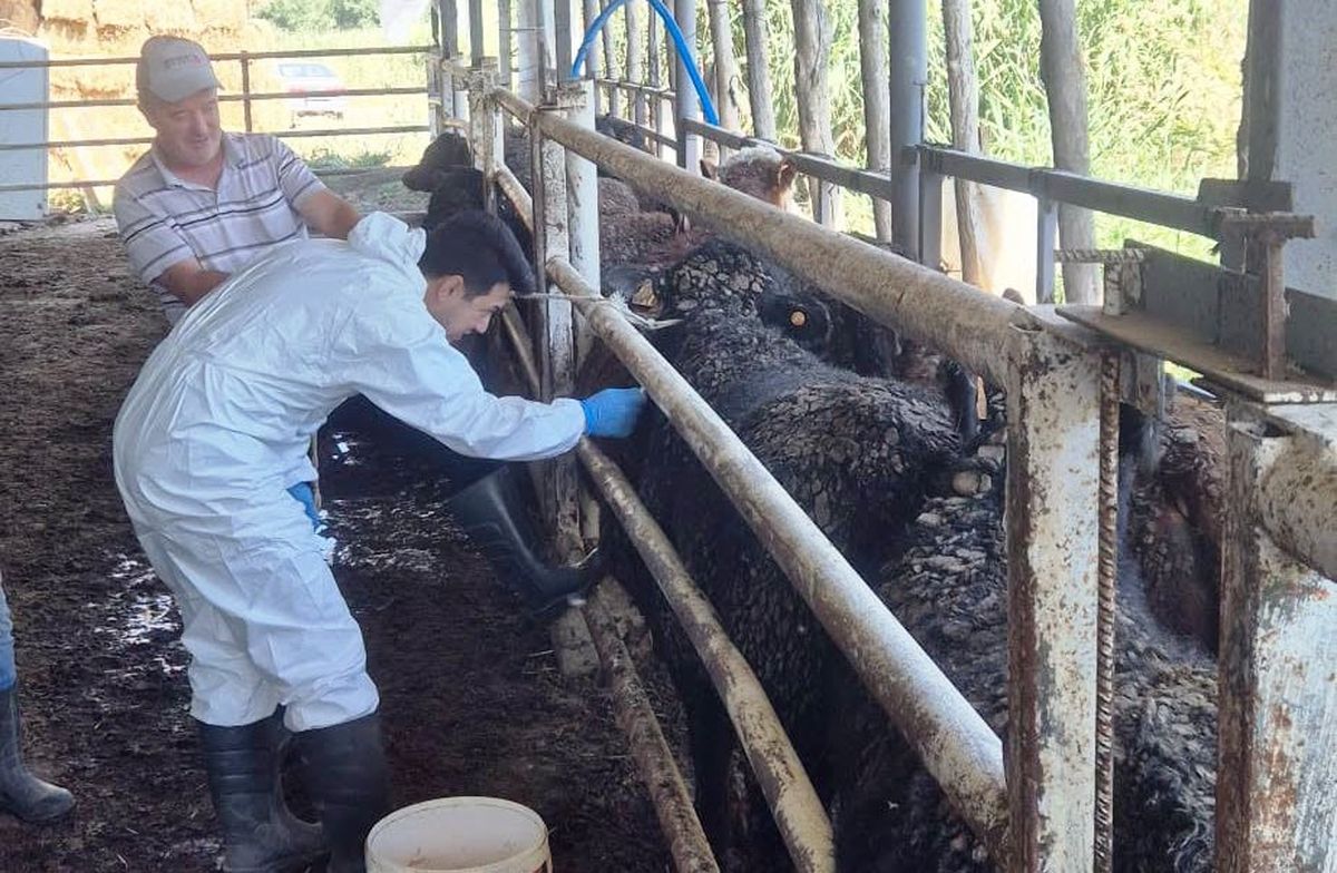 Simav'da Uruguay'dan Gelen Besilik Sığırların Sağlık ve Gümrük İşlemleri Titizlikle Yürütülüyor