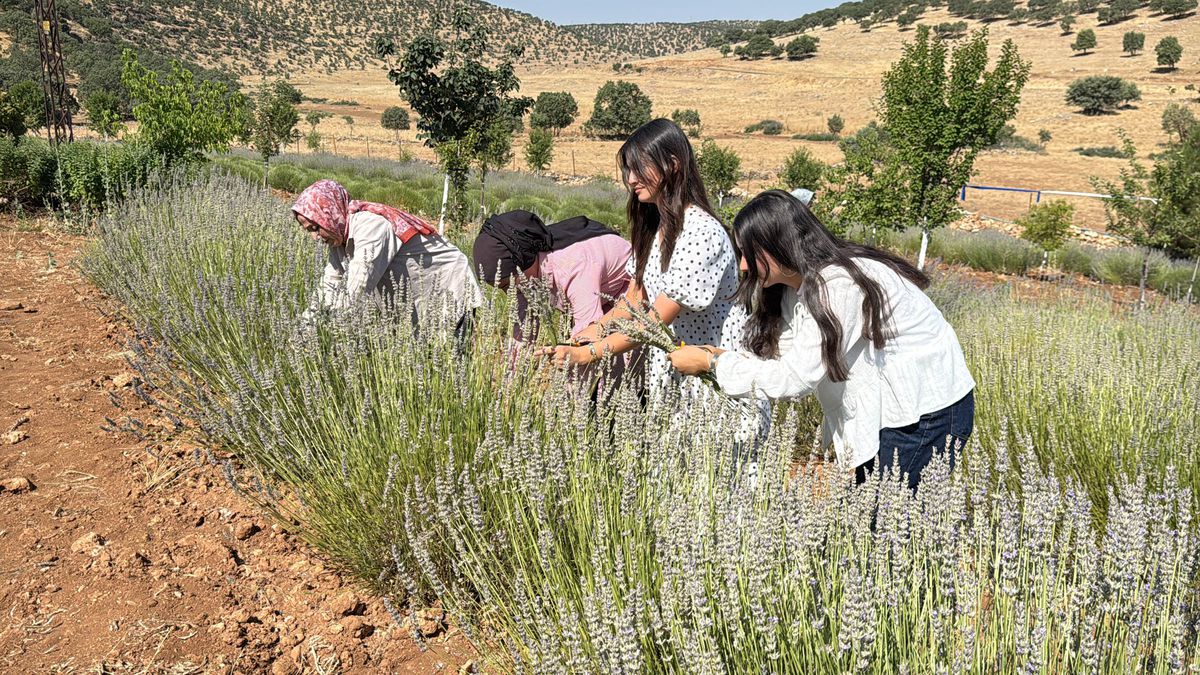 Mardin'de 40 Yıllık Atıl Arazi Kadınların Emeğiyle Lavanta Bahçesine Dönüştü