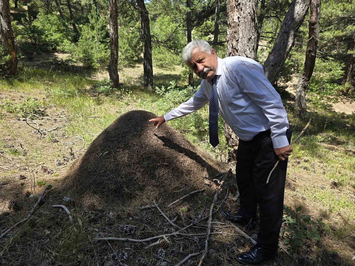Yozgat'ta Dev Karınca Yuvaları Şaşkınlık Yarattı