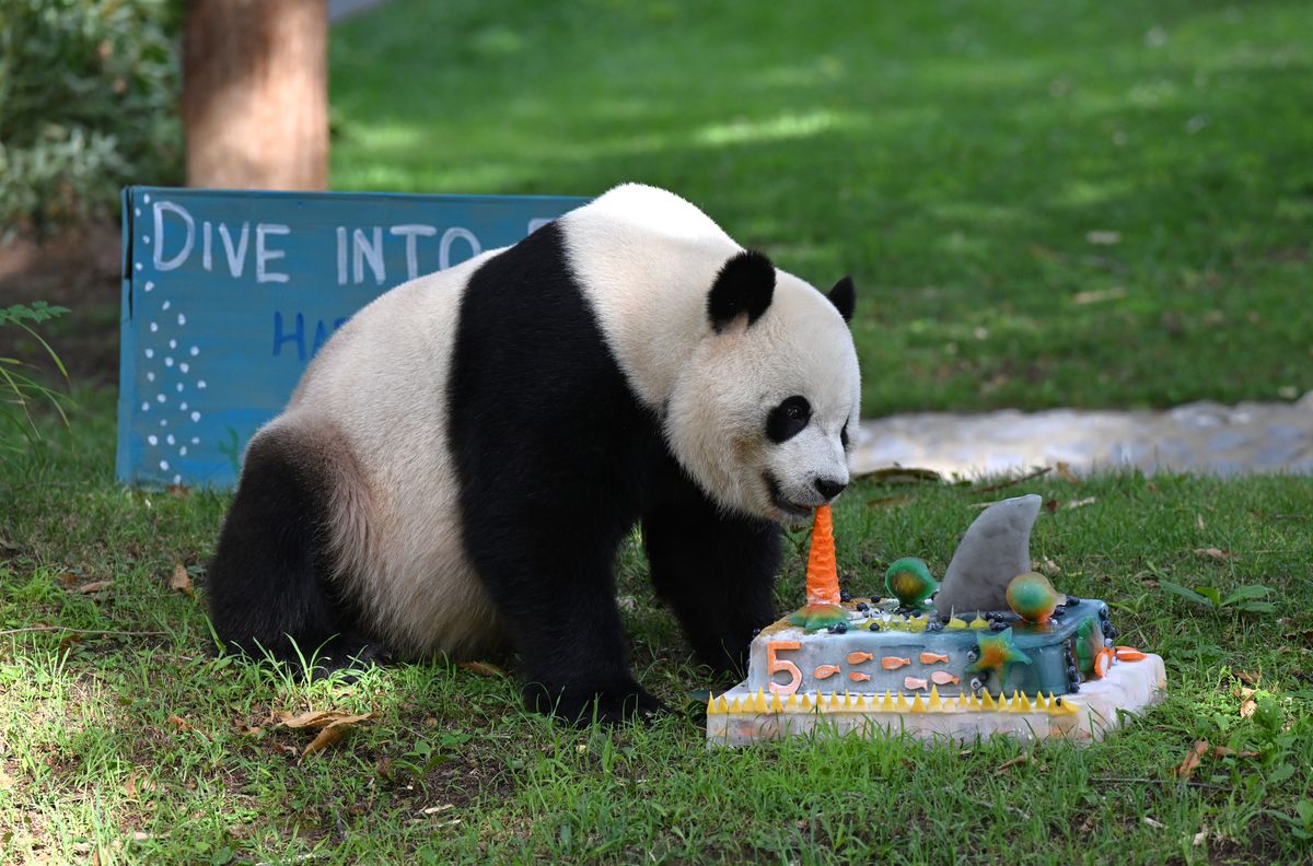 Dev Panda Bao Li, Washington'da Beşinci Yaş Gününü Kutladı