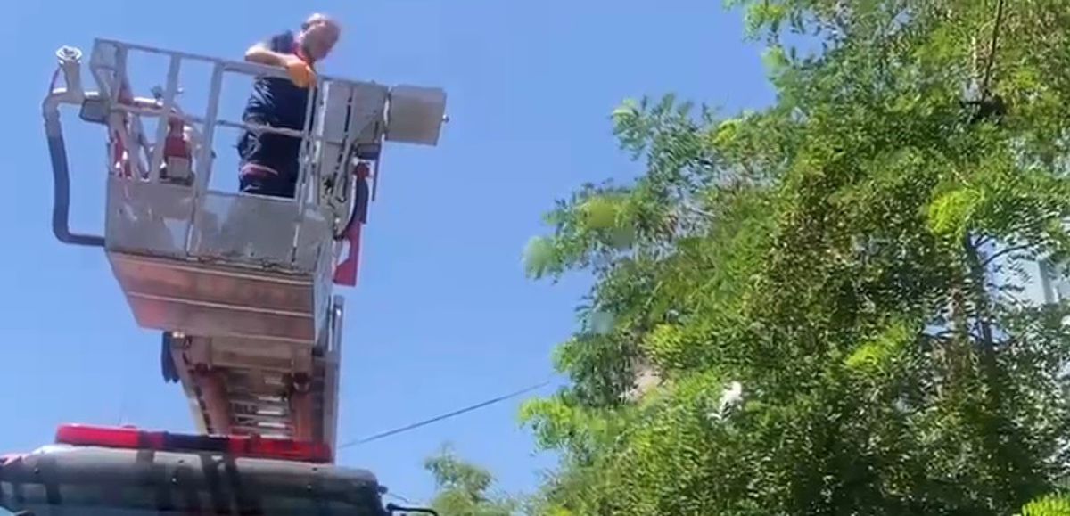 Bitlis'te mahsur kalan karga itfaiye ekiplerince kurtarıldı