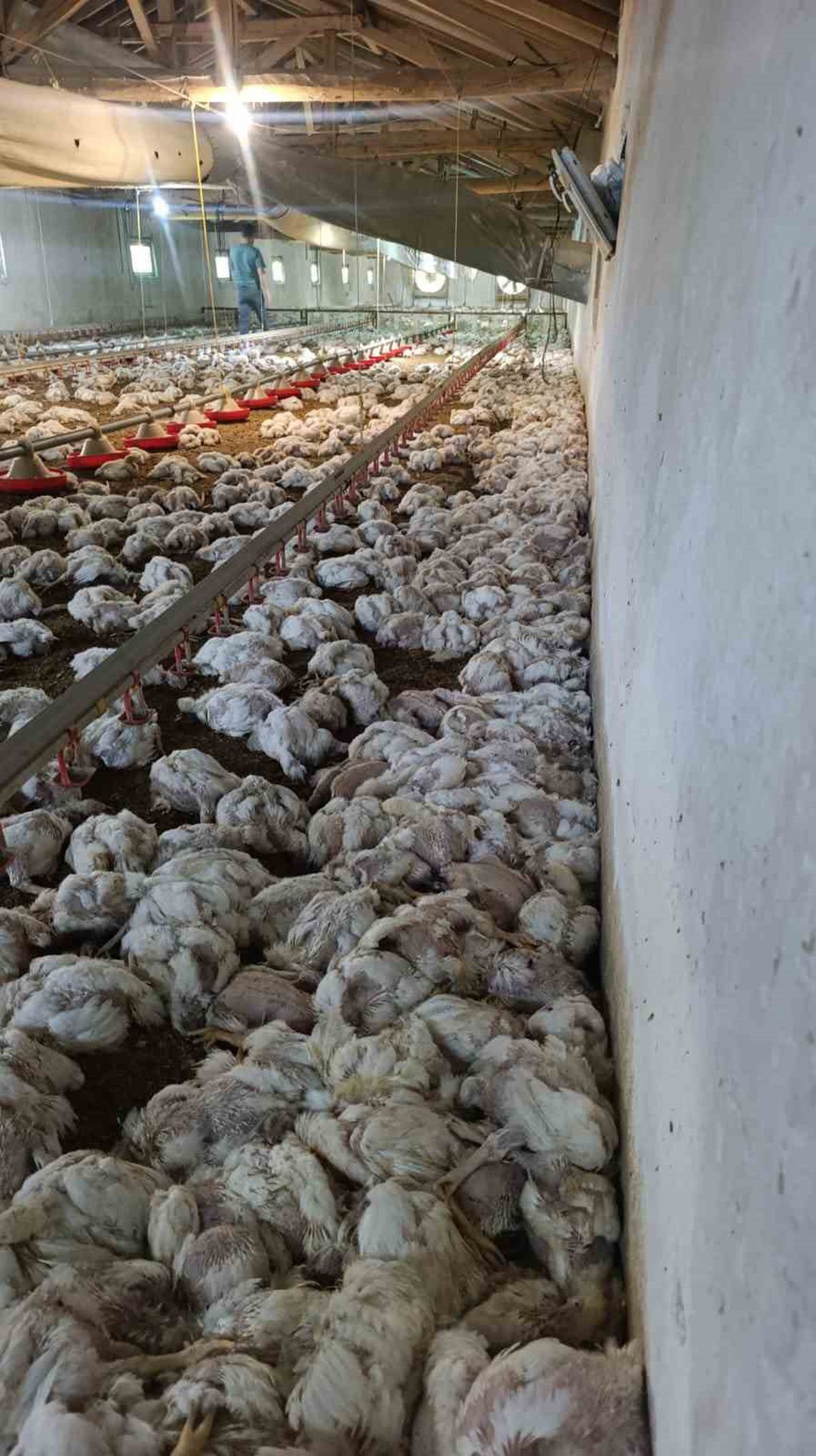Mudurnu'da Tavuk Kümesinde Elektrik Arızası: Yaklaşık 4 Bin Tavuk Telef Oldu
