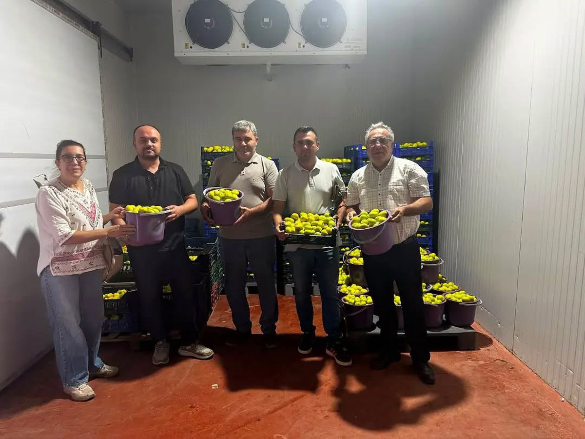 Buharkent'te Fusarium'a karşı incir kontrol ve bilgilendirme
