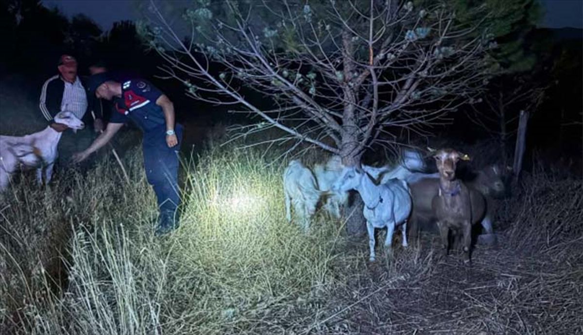Kayıp Keçiler Jandarma Tarafından Bulundu