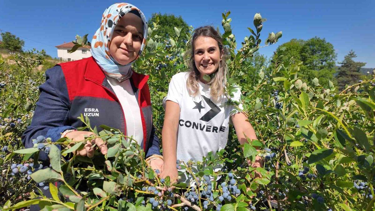 Düzce'de Kadın Üreticinin Yaban Mersini Bahçesine İl Müdürü'nden Ziyaret
