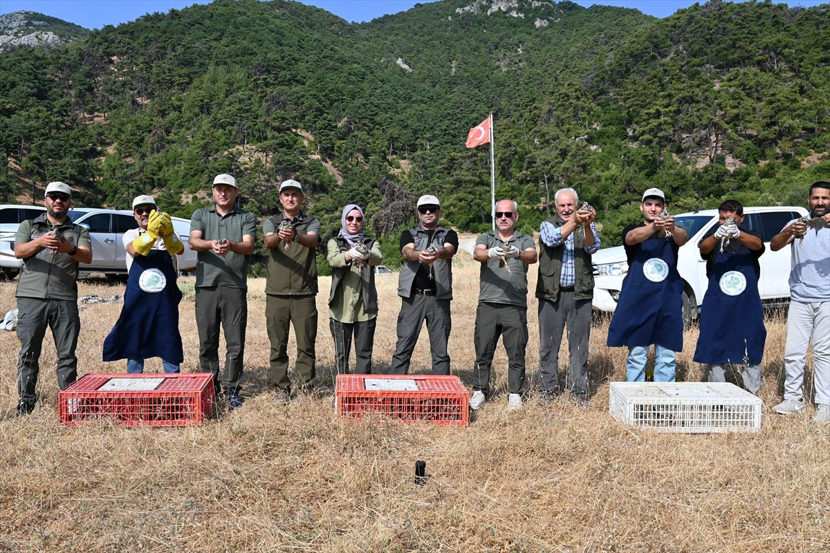Manisa'da doğaya 1200 kınalı keklik salındı