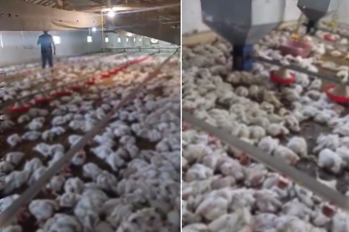 Teknik arıza faciaya dönüştü! 4 bin tavuk telef oldu