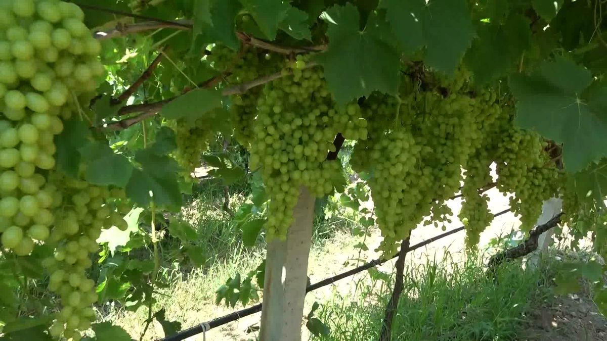 Alaşehir'de Üzüm Üreticilerinden Taban Fiyat Tepkisi: '150-180 Lira Olmazsa Bağcılık Biter'