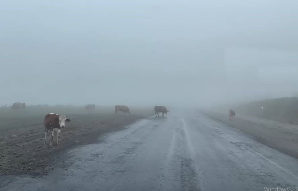 Ilgar Dağı'nda Sis ve Hayvanlar Sürücülere Zor Anlar Yaşattı
