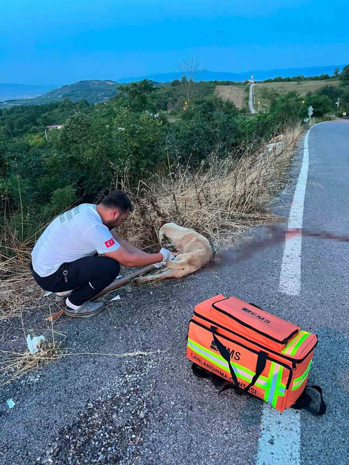 Ambulans ekibinden yaralı köpeğe duyarlı müdahale