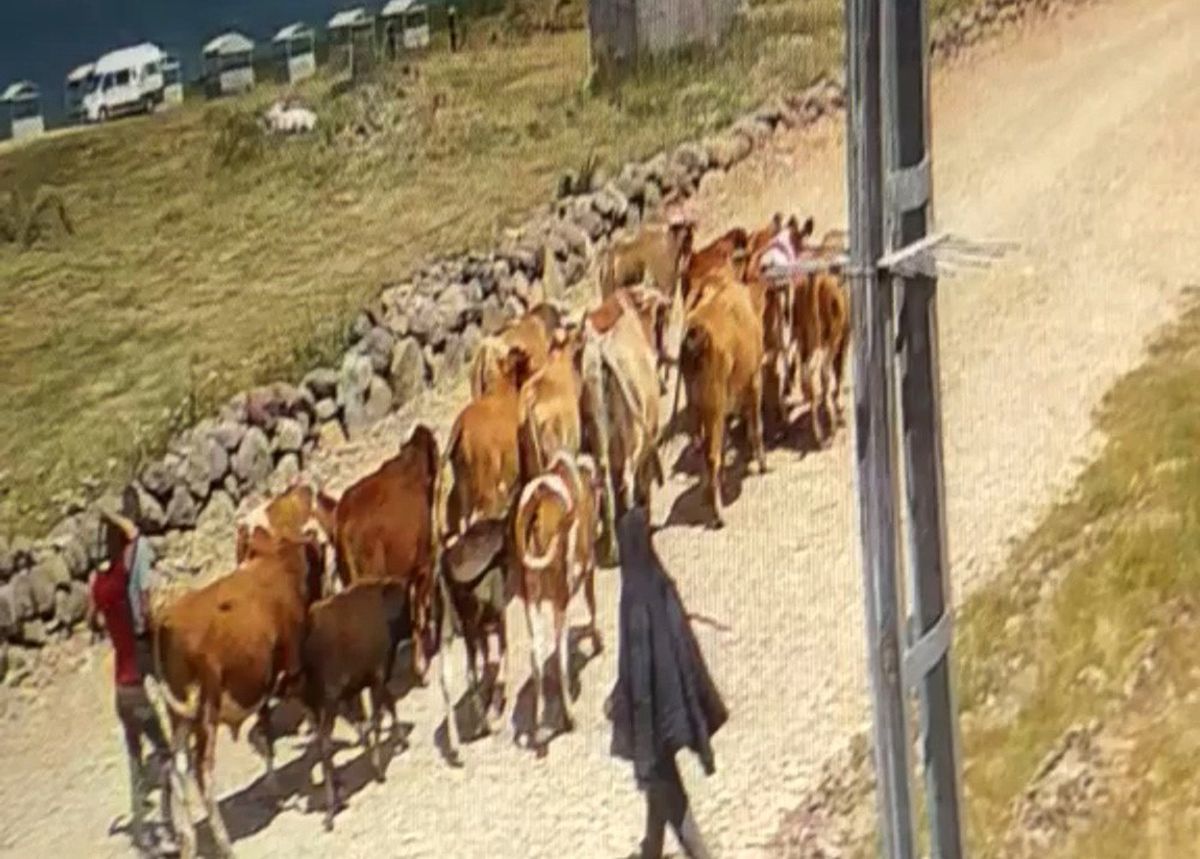 Ağrı'da Çalınan 22 Büyükbaştan 15'i Bulundu