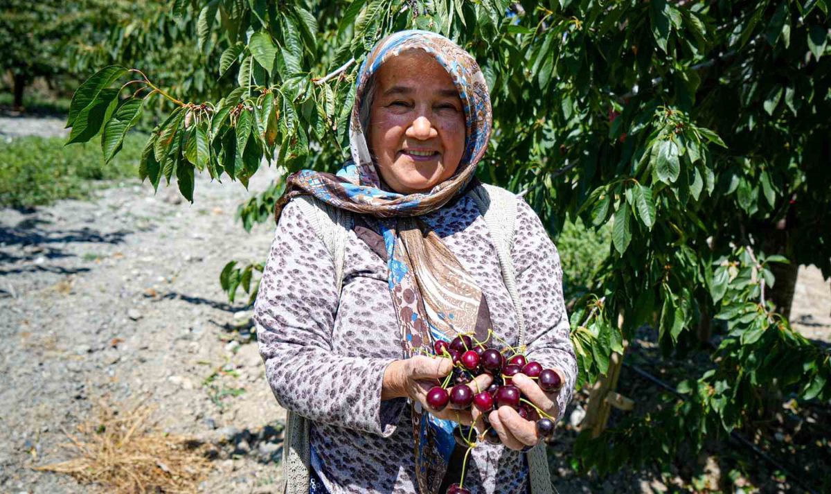 Ankara’da kiraz hasadı başladı: 80 ton rekolte bekleniyor