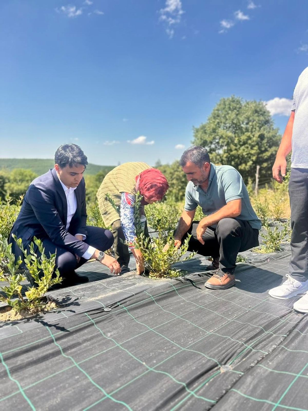 Pazaryeri Kaymakamı Yaban Mersini Hasadını Yerinde İnceledi