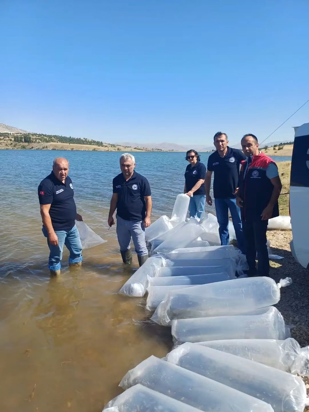 Burdur'daki göletlere yavru sazan bırakıldı