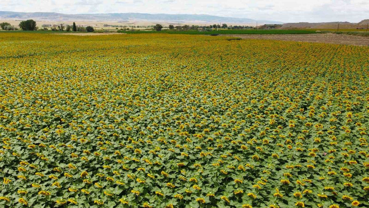 Yozgat'ta Ayçiçeği Tarlaları Dronla Görüntülendi