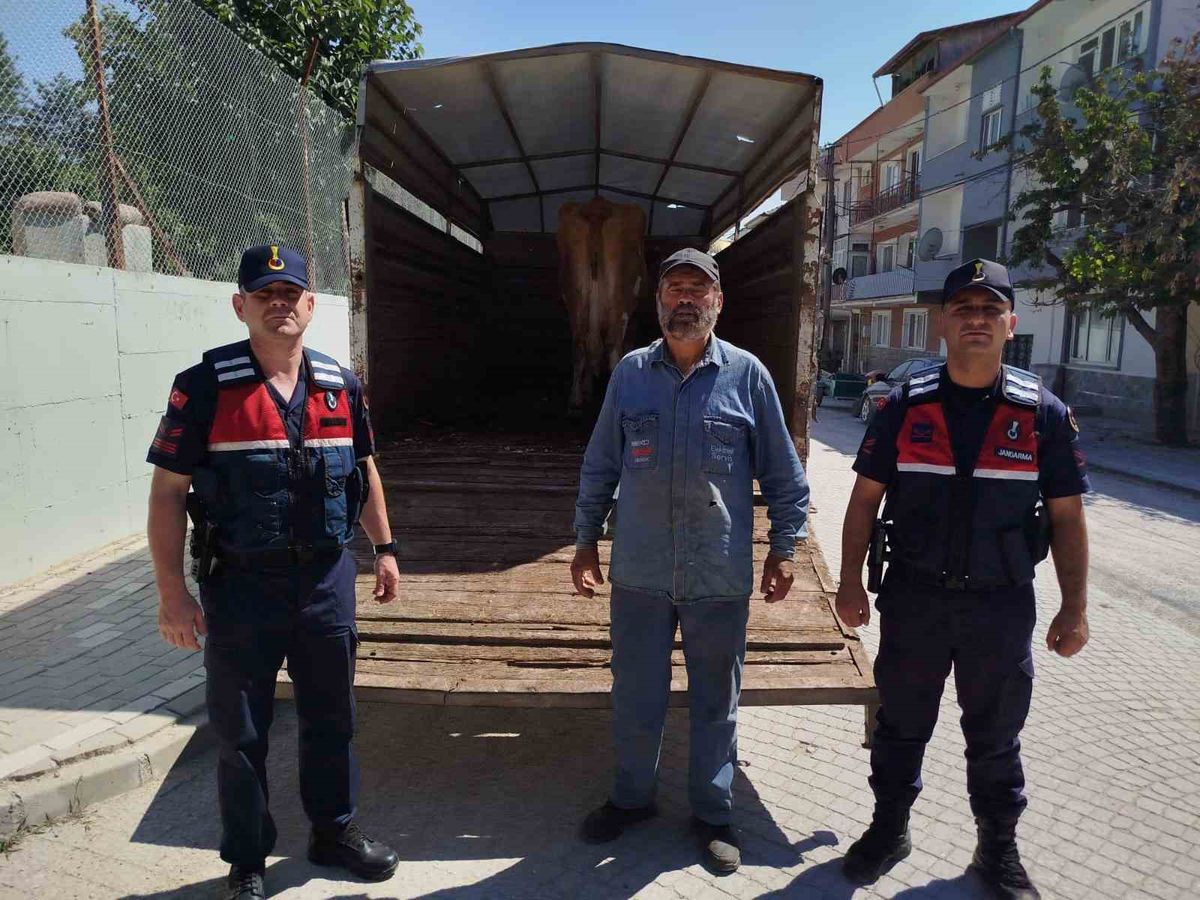 Eskişehir'de Çalınan Büyükbaş Hayvan Bilecik'te Bulundu