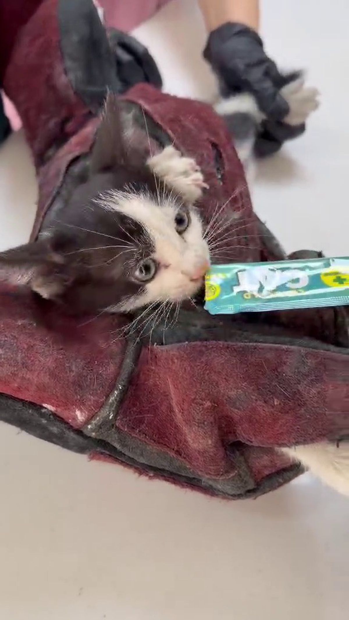 Yavru Kedi, Motor Boşluğuna Girdi; Ustalar Sayesinde Kurtarıldı