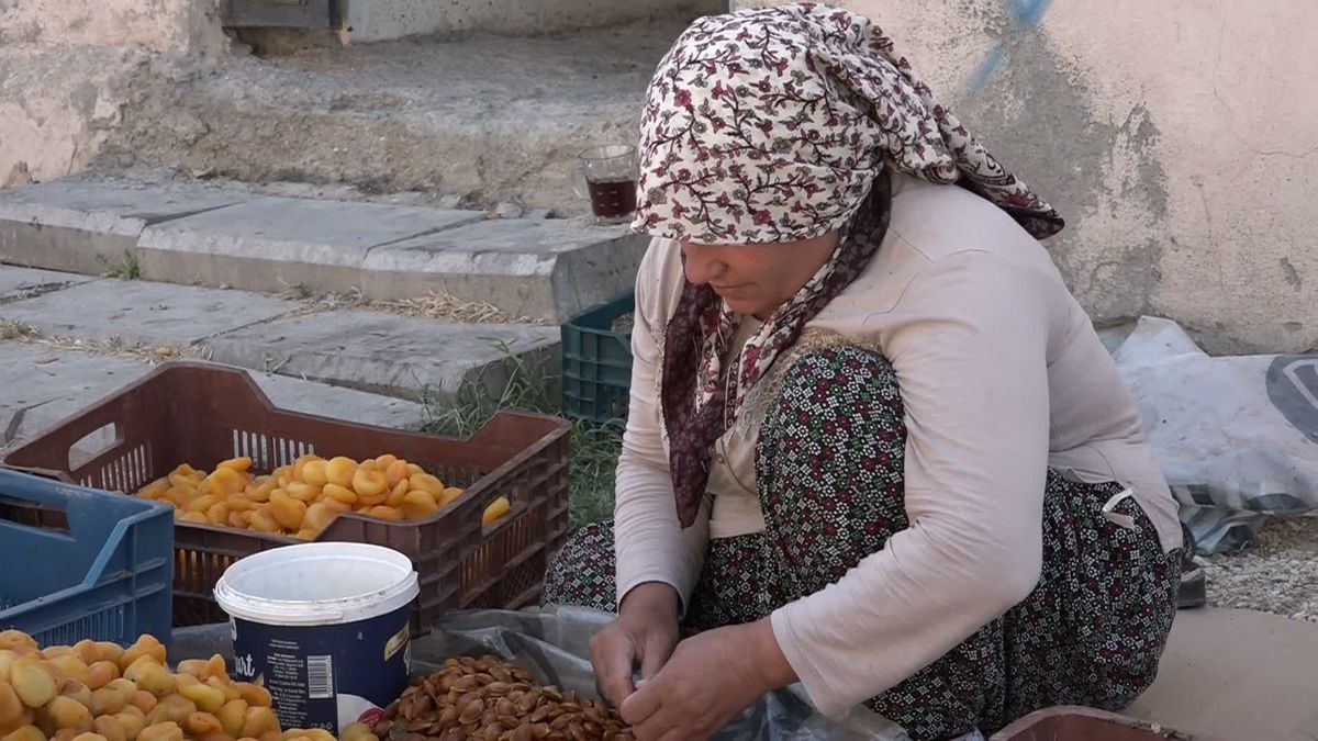 Malatyalı Kayısı Üreticilerinden TMO'ya Müdahale Çağrısı: 'Fiyat Maliyetin Altında'
