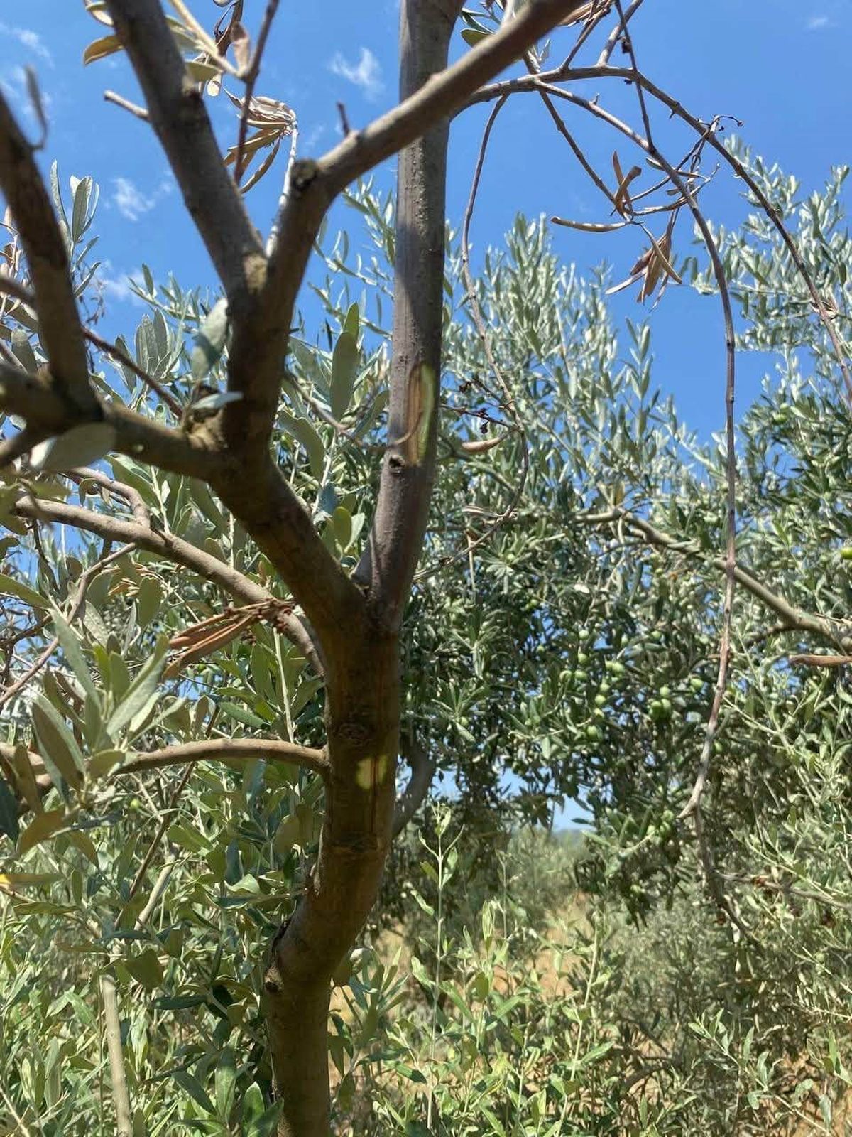 Menteşe'de Zeytin Hastalıklarına Karşı Saha Denetimleri Sürüyor