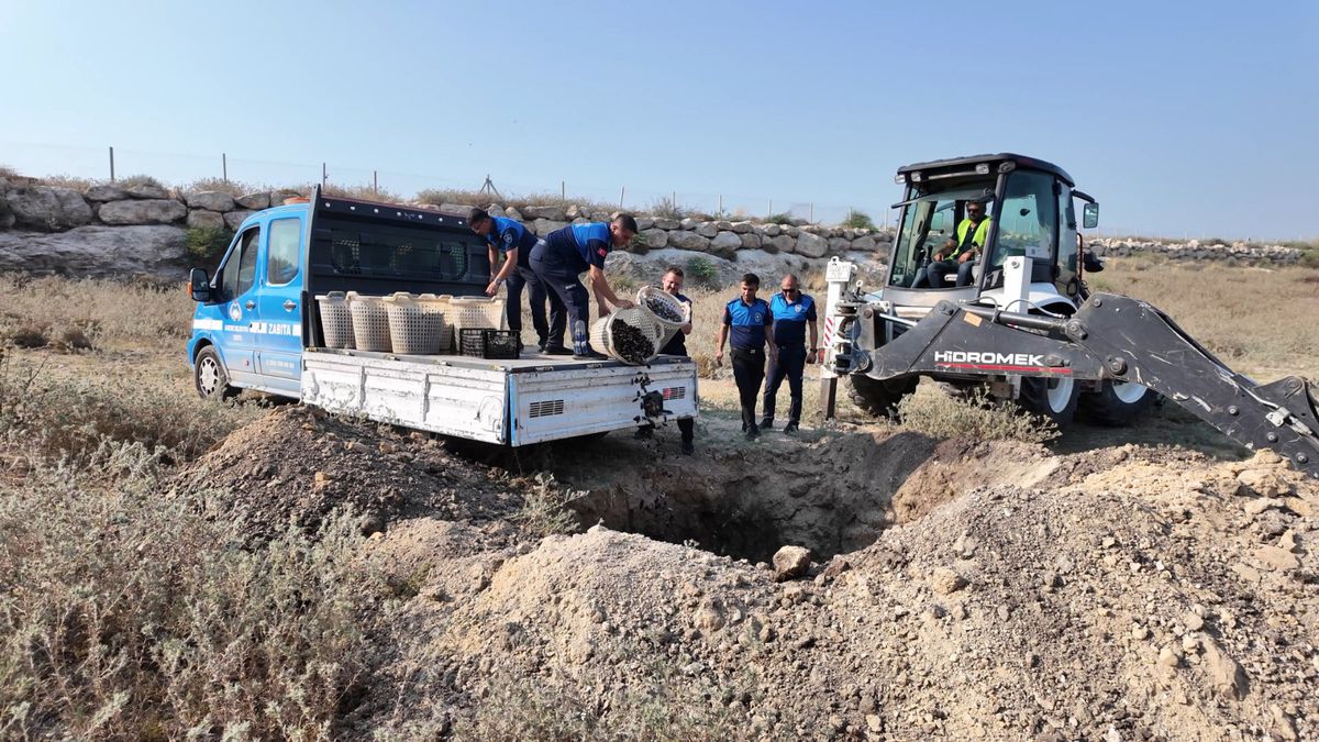 Mersin’de sağlıksız midye dolması operasyonu: 200 kilogram imha edildi