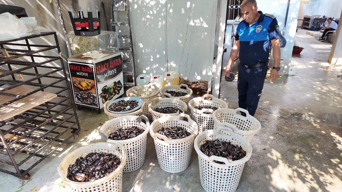 Mersin'de 200 kg bozuk midye dolma imha edildi