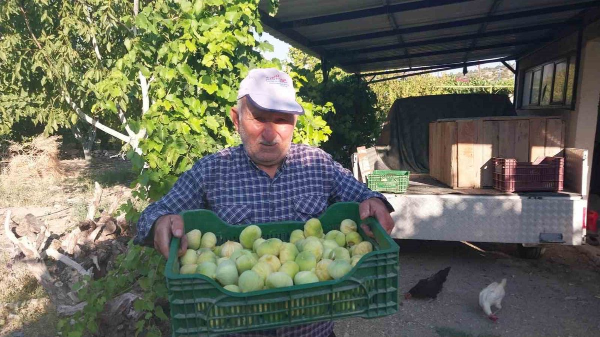 Mut'ta İncir Hasadı Başladı: 90 Bin Ton Rekolte Bekleniyor