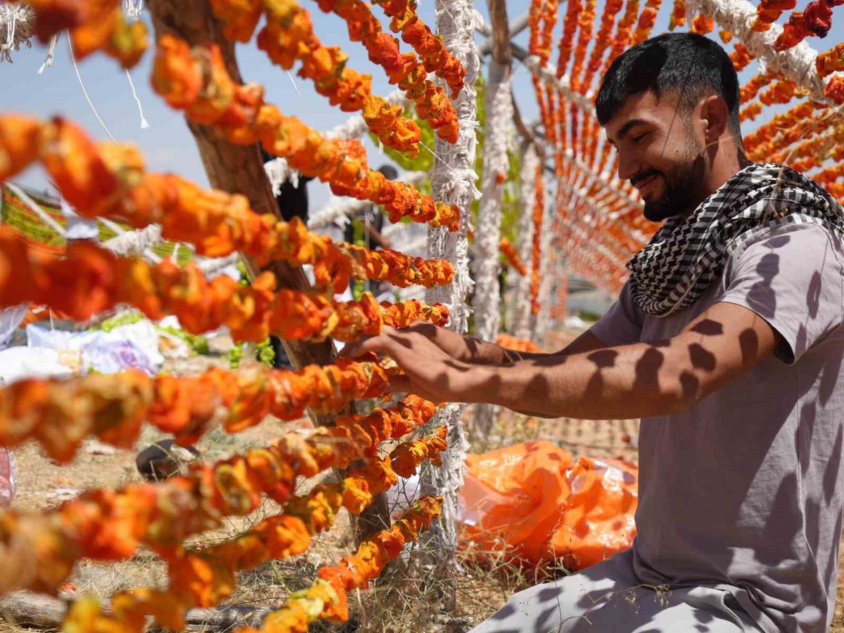 Gaziantep'te Kurutmalık Sezonu Başladı