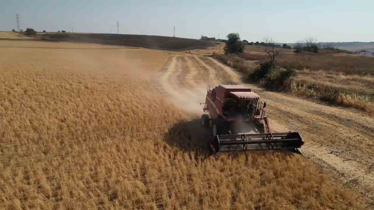 Tekirdağ'da Sertifikalı Nohut Tohumluğu Hasadı Gerçekleştirildi