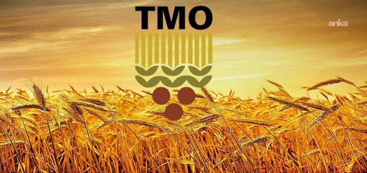 TMO 2026-2027 Fındık Alım Fiyatlarını Açıkladı: Giresun Kalite 255 TL, Levant 250 TL