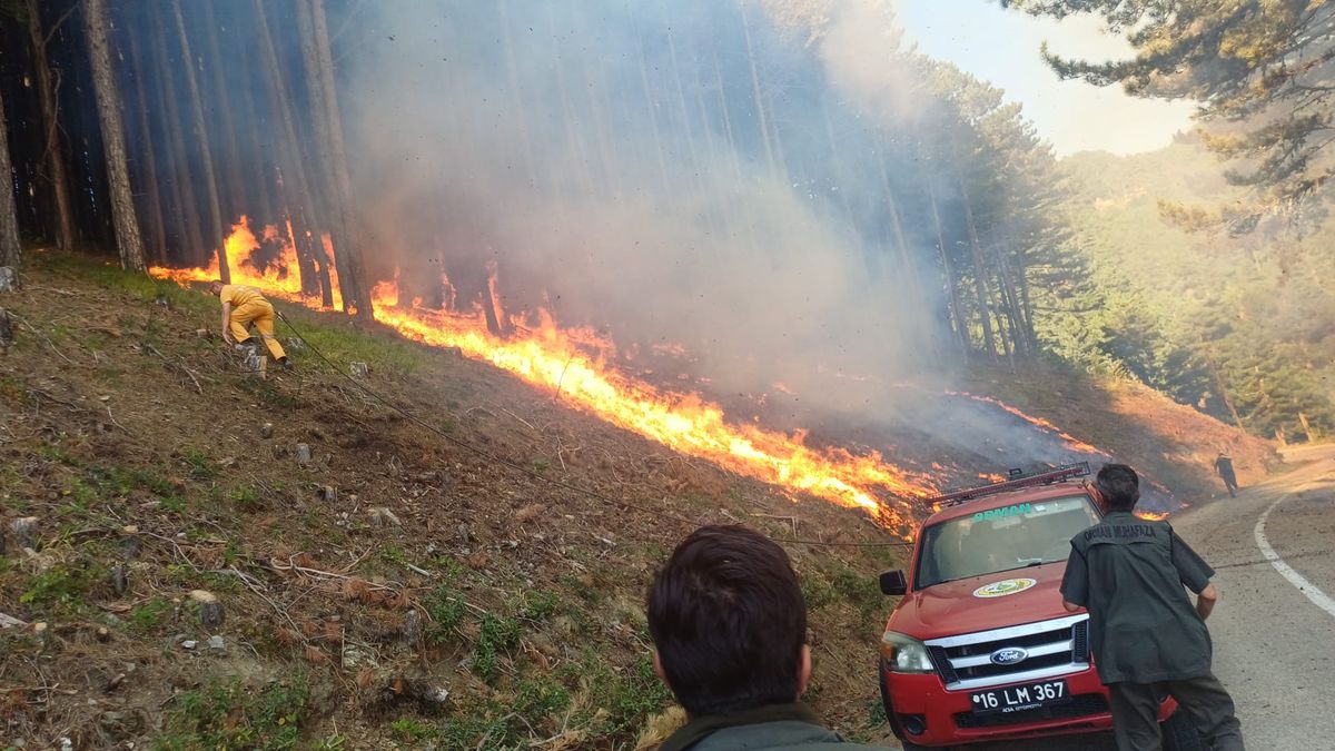 Uludağ yolu kenarında orman yangını