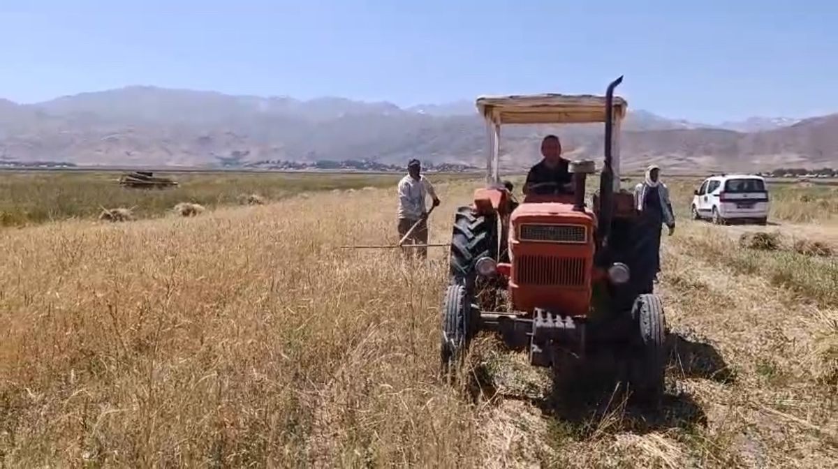 Yüksekova'da Buğday Hasadı Başladı: Çiftçiler Kavurucu Sıcakta Ter Döküyor