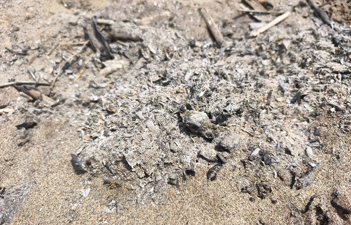 Caretta yavrusu ateşte can verdi