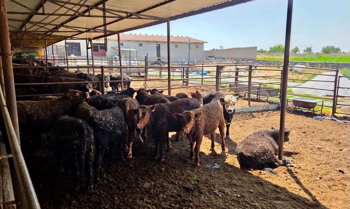 Afyonkarahisar'da Besilik Sığır Denetimleri Sürüyor