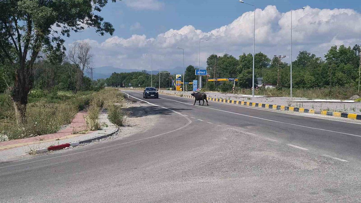 Zonguldak'ta Yolda Manda Tehlikesi