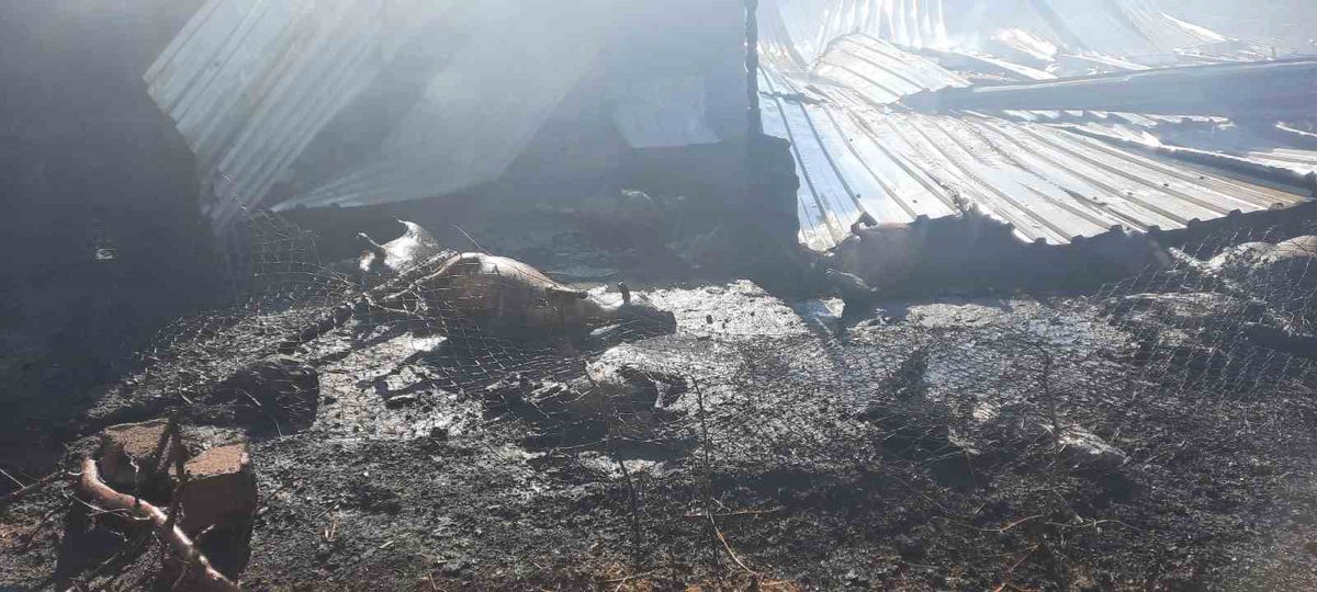 Niğde'de çiftlik yangını: 250 küçükbaş hayvan telef oldu