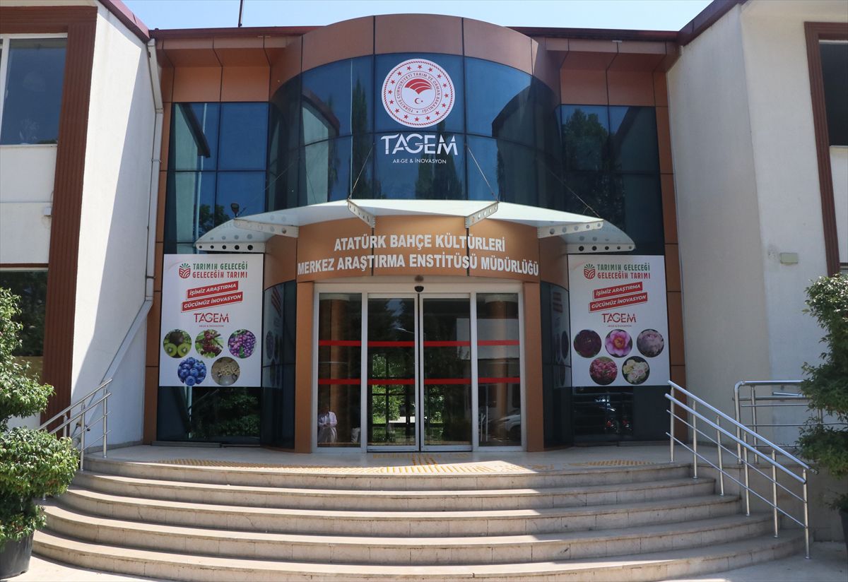 Yalova’da aronya katma değerli ürüne dönüşüyor