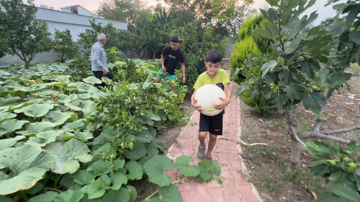 3 Kök Tevruz Kabağından 1 Ton Hasat