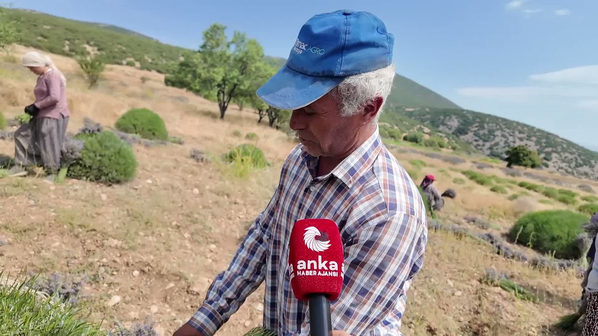 Lavanta hasadında zorlu mesai: Artan maliyetler ve gençlerin ilgisizliği sektörü vurdu