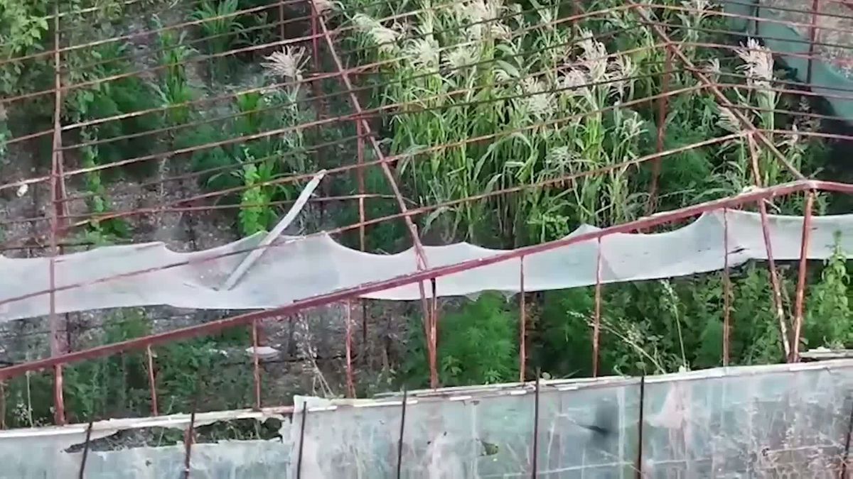Urla'da Uyuşturucu Operasyonu: 125 Kök Kenevir Ele Geçirildi, 1 Tutuklama