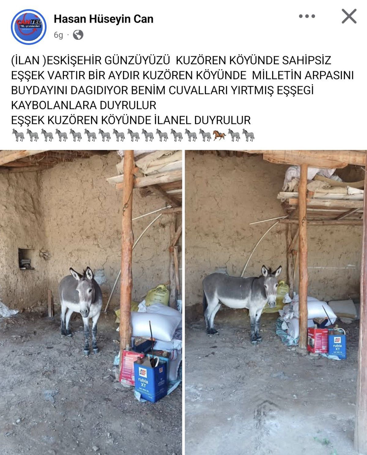 Eskişehir'de Başıboş Eşek Mahallelileri İsyan Ettirdi