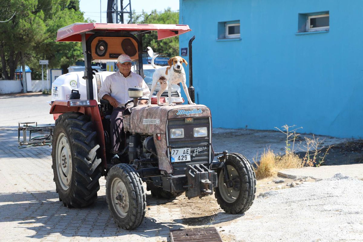 Çiftçinin Sadık Dostu Benekli: Traktörden İnmiyor