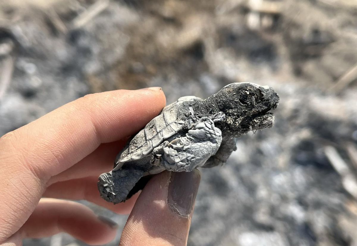 Caretta yavrusu ateşte can verdi