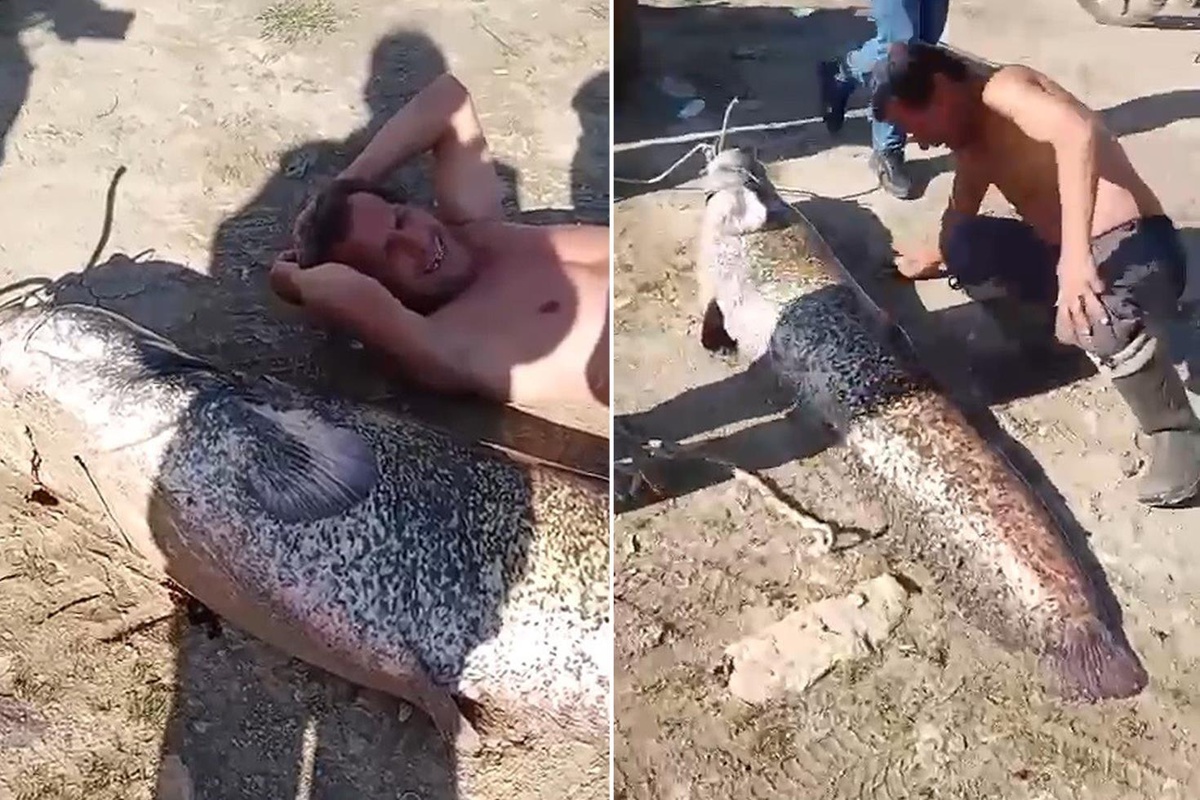 Oltaya 78 kiloluk dev balık takıldı! Yanına yatınca boy farkına şoke oldu