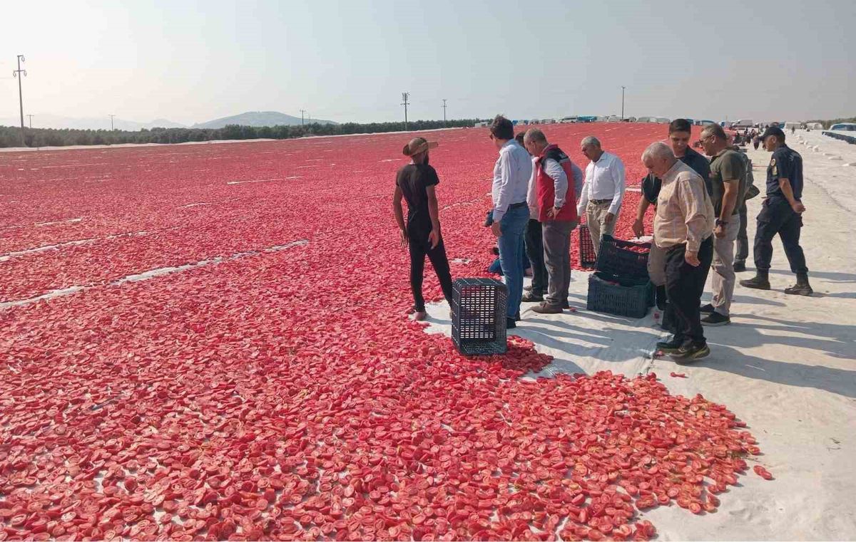 Saruhanlı'da 1.500 Ton Kuru Domates İhraç Ediliyor