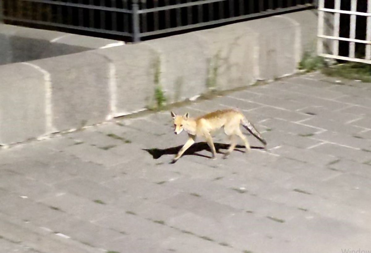 Ardahan'da Tilki Şehir Merkezine İndi