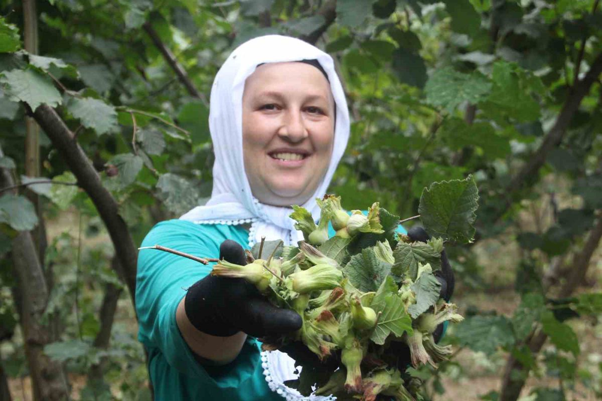 Yeşil Altında Hasat Heyecanı: Fındık Üreticisi Fiyattan Memnun Değil