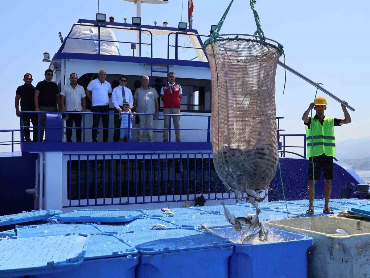 Arsuz'da Balık Hasadına Kaymakam Katılımı: 16 Bin Ton Üretim İhracata Gidiyor